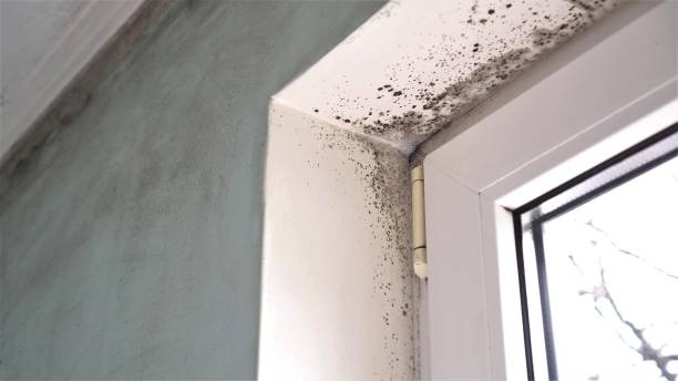 Best Office Mold Removal Services  in Geneva, WA