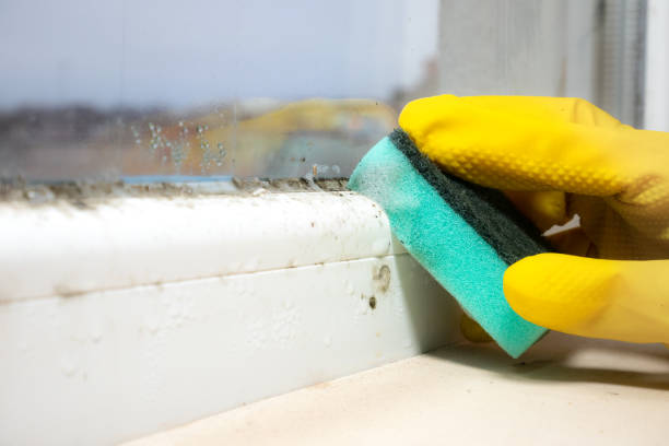 Best Emergency Mold Removal  in Geneva, WA