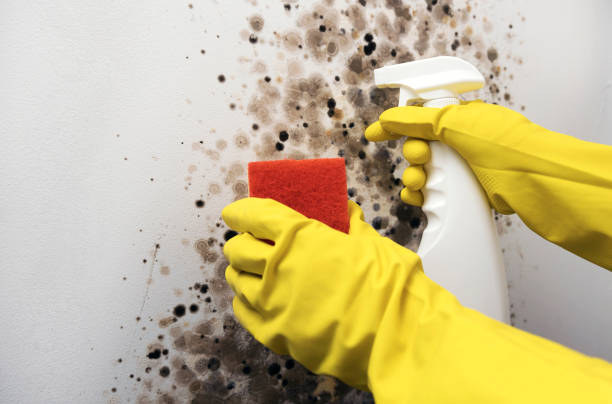Mold Removal Process in Geneva, WA