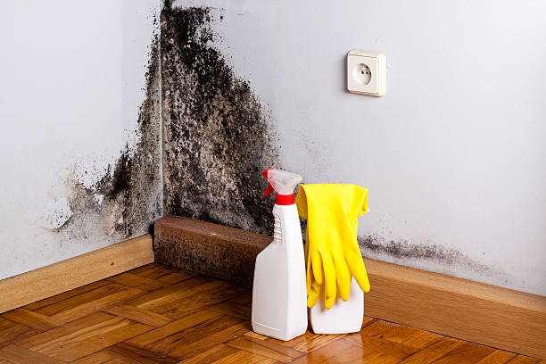 Best Attic Mold Removal  in Geneva, WA