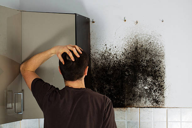 Home Mold Removal in Geneva, WA