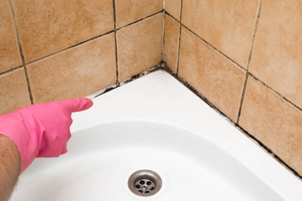 Best Mold Removal Near Me  in Geneva, WA